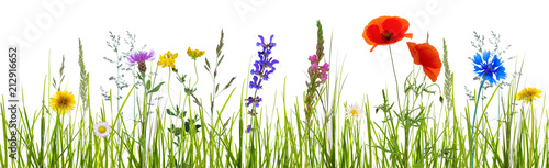 Fotografía freigestellte blumenwiese banner