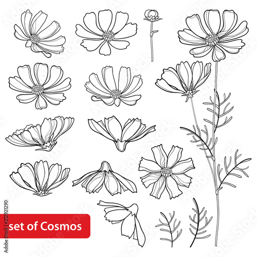 Vector set with outline Cosmos or Cosmea flower bunch, ornate leaf and