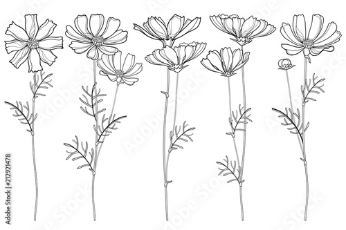 Photographie Vector set with outline Cosmos or Cosmea flower bunch, ornate leaf and buds in black isolated on white background