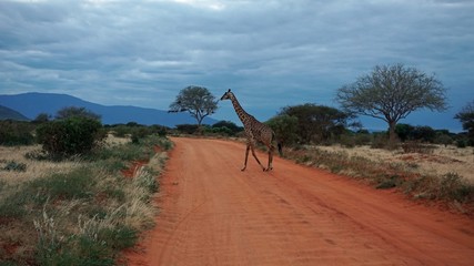 giraffe in kenya