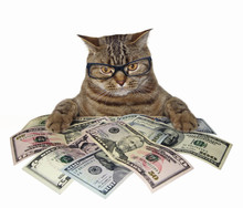 The Smart Cat In Glasses Holds American Dollars. White Background.