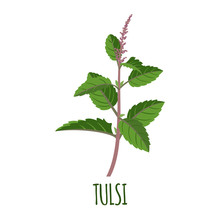 Tulsi Icon In Flat Style On White Background