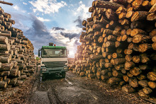 Transport Of Pine Logs In A Sawmill