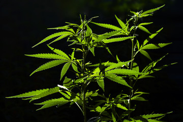 plant of marijuana illuminated by bright sun on a dark background. selective focus.