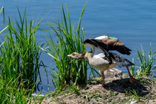 Adult Egyptian Goose Stretching With Back Right Leg Stretched Out And Flapping Of Colourful Wings