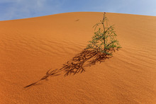 Plant Growing In The Desert, Saudi Arabia