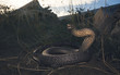 © RooM The Agency - Close up of eastern brown snake