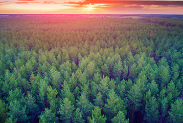 Wall Mural - Aerial drone view of pine forest, rural landscape with cloudy sky at sunset