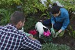 © Wavebreak Media - Couple planting a plant in the garden