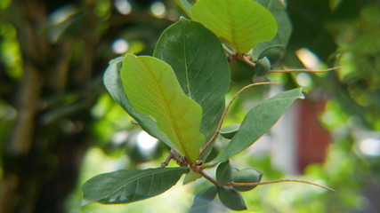 Foliage 2