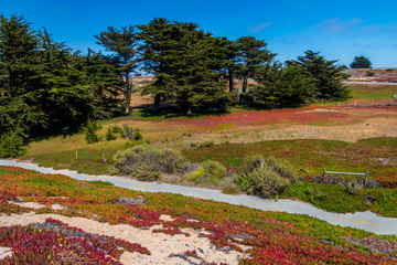 Wall Mural - ﻿Ice plant of red, gold and brown is growing on flat sand. A small sand dune and blue sky are in the background. 