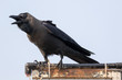 The house crow (Corvus splendens),