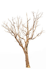 Dead tree isolated white background