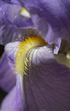 Close-up Of Purple Bearded Iris