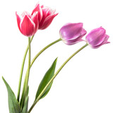 Fototapeta Tulipany - Beautiful pink and lilac tulip flower isolated on a white background