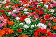 beautiful flower bed of colorful blooming geranium like background in park