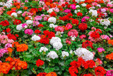 Fototapeta  - beautiful flower bed of colorful blooming geranium like background in park