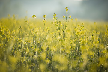 Agriculture plant for green energy and oil industry. Yellow rapeseed field flowering background