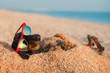 Leinwandbild Motiv beautiful dog of dachshund, black and tan, buried in the sand at the beach sea on summer vacation holidays, wearing red sunglasses