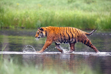 Wall Mural - The Siberian tiger (Panthera tigris tigris),also called Amur tiger (Panthera tigris altaica) walking through the water. Beautiful female Siberian tiger in warm summer.