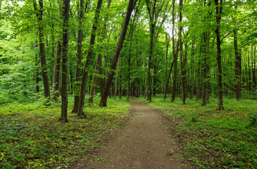 Path in spring green forest