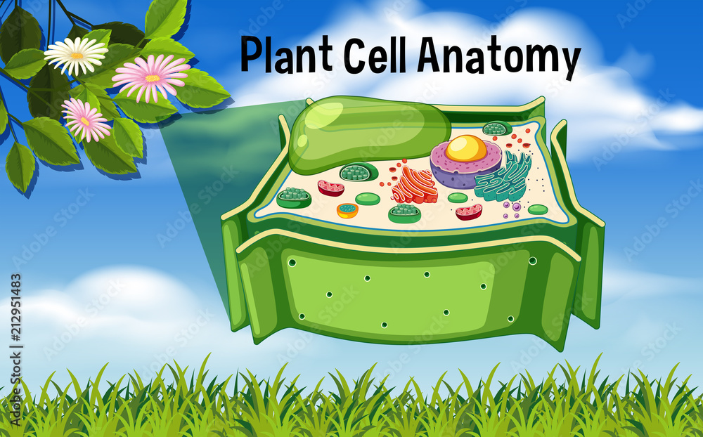 Plant Cell Anatomy Diagram Stock Vector | Adobe Stock