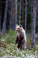 Poster - The brown bear (Ursus arctos) male walking in the forest. Female bear in the finnish taiga.Young bear with sunset in the background.