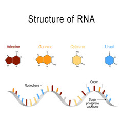 Wall Mural - structure of RNA