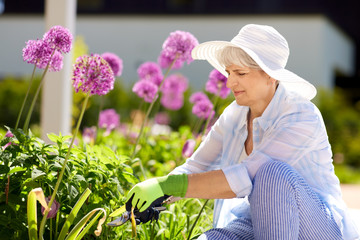 Wall Mural - gardening and people concept - happy senior woman with pruner taking care of allium flowers at summer garden