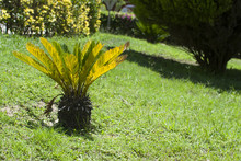 Garden With Plant Of Cycas