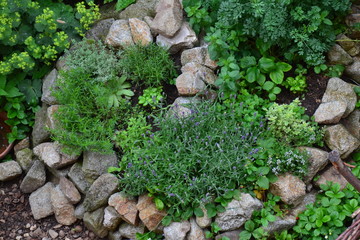 Medicinal herbs in herb spiral, late spring