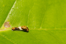 Eastern Tiger Swallowtail Caterpillar (Papilio Glaucus)