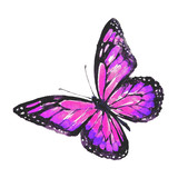 Fototapeta Motyle - beautiful butterfly,watercolor, isolated on a white