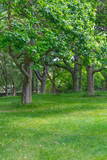 Fototapeta Las - Trees and grass in Botanic Garden