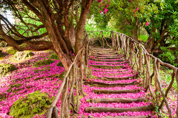the staircase taken along the path is covered by the pink and purple petals fallen from the laurel i