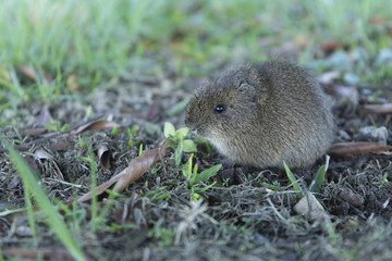 Canvas Print - Little rodent in the garden.