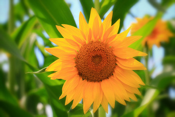 Fotomurales - Beautiful sunflower closeup