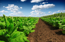 Tobacco Big Leaf Crops Growing In Tobacco Plantation Field