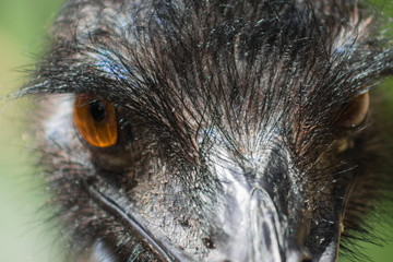 Close up image of an Emu (Dromaius novaehollandiae) head profile