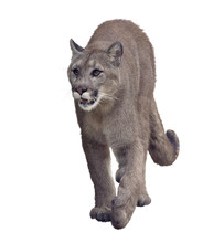 Florida Panther Or Cougar Painting