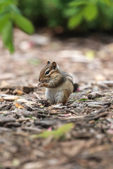 Chipmunk Eating