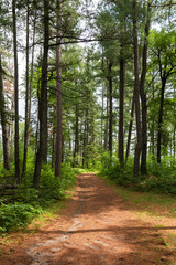 Fototapeta spruce tree forest road on sunny day