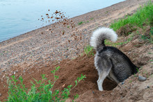Dog Digs Hole In The Sand On The Beach. Clods Earth Flying From Under His Paws In Different Directions. Walk With Pet By The River