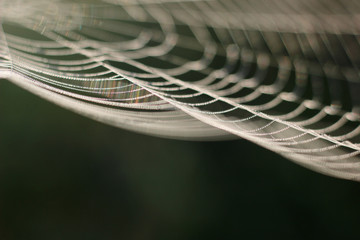 spider web with morning dew-drop spider