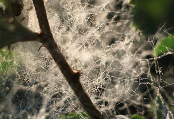 spider web with morning dew-drop spider