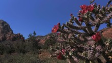 Staghorn Cholla Cactus Blowing In The Wind In Arizona Mountains