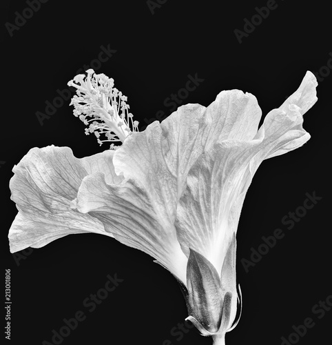 Monochrome White Hibiscus Blossom On Black Background Floral