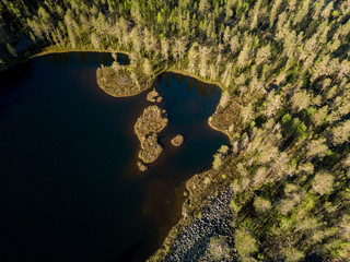 Wall Mural - Forest by the lake