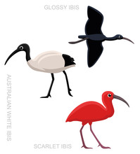 Bird Ibis Set Cartoon Vector Illustration