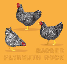 Chicken Barred Plymouth Rock Cartoon Vector Illustration
